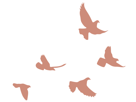 birds icon